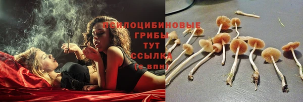 стафф Новозыбков